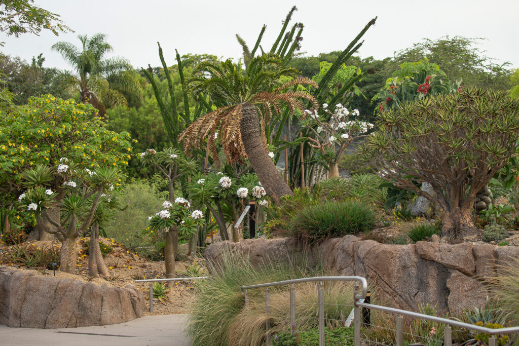 San Diego Zoo Cycads
