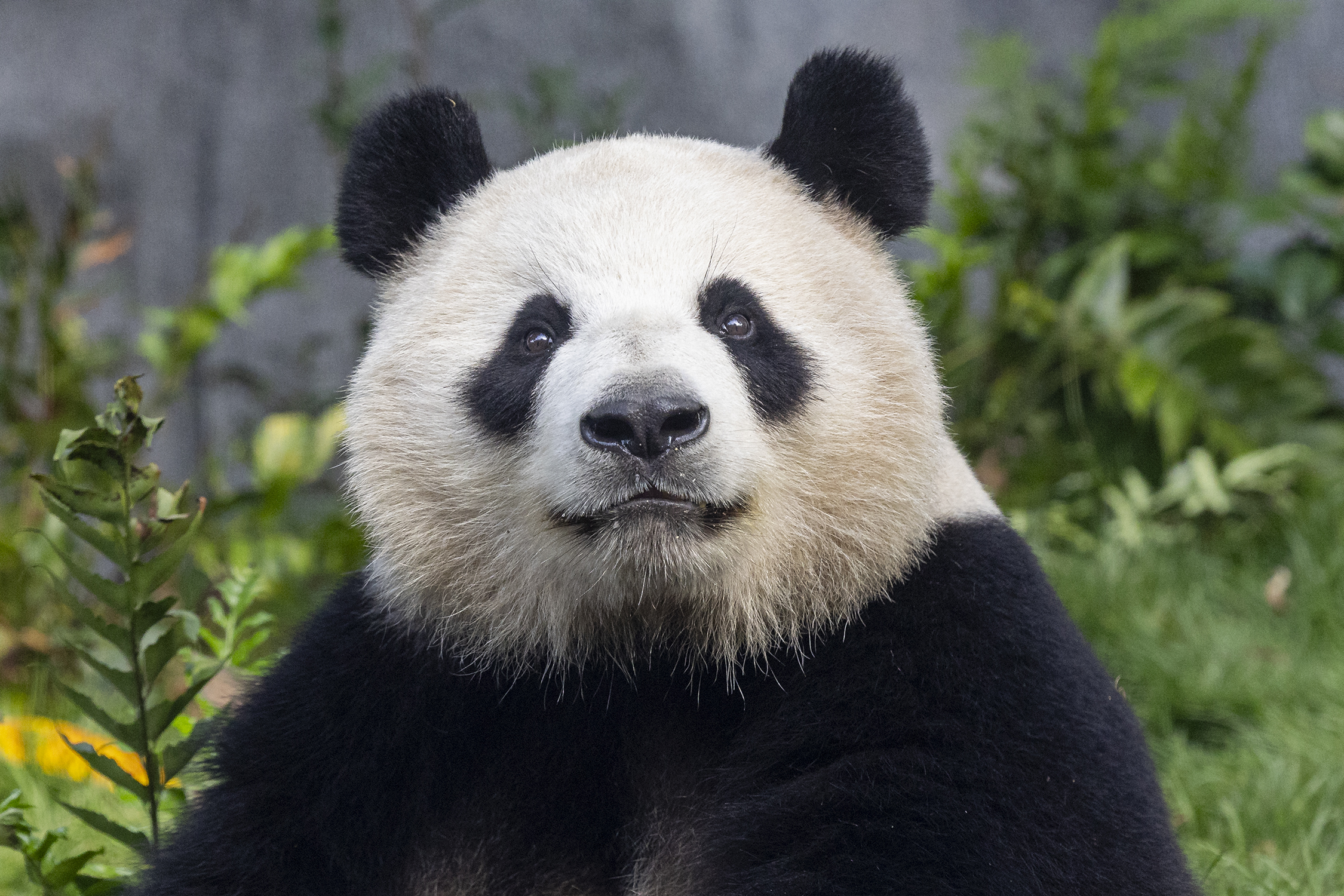 Pandas, Plants & Planet-Saving Magic: Wild Wonders Await at the