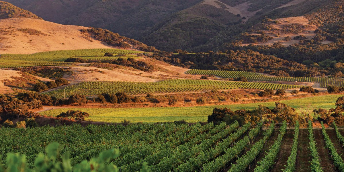 Santa Ynez Valley Vineyard