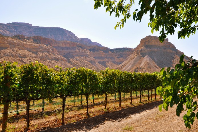 Vineyards with red rock mesas in background in one of Colorado's under-the-radar wine country, Grand Valley