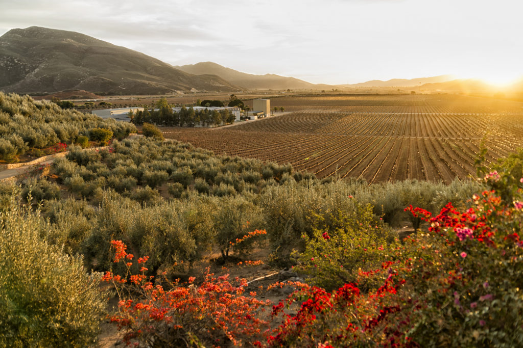 Vineyard and winery at sundown in the Valle de Guadalupe, Baja California, Mexico