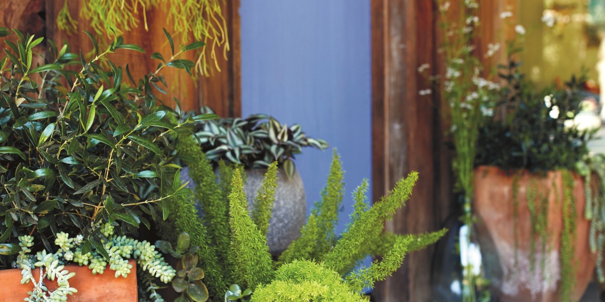 Potted Plants Lead Image