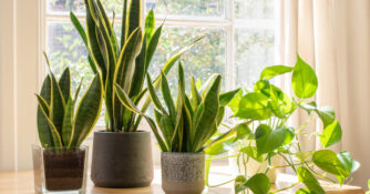 Snake Plants