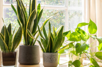 Snake Plants