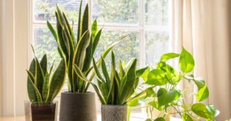 Snake Plants