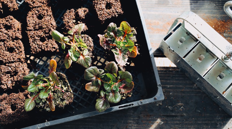 This Is the Absolute Best Way to Start Seeds for Your Garden (And Get Your Plants to Grow Strong and Healthier)