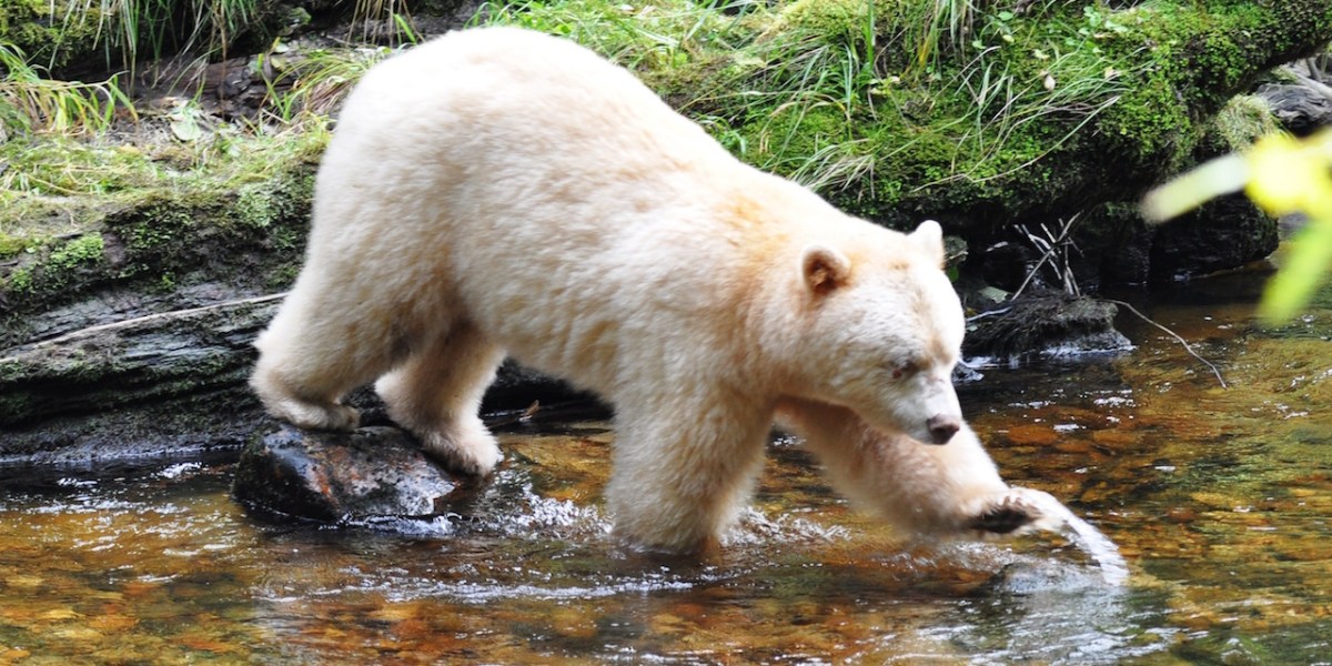 Spirit Bear, B.C.
