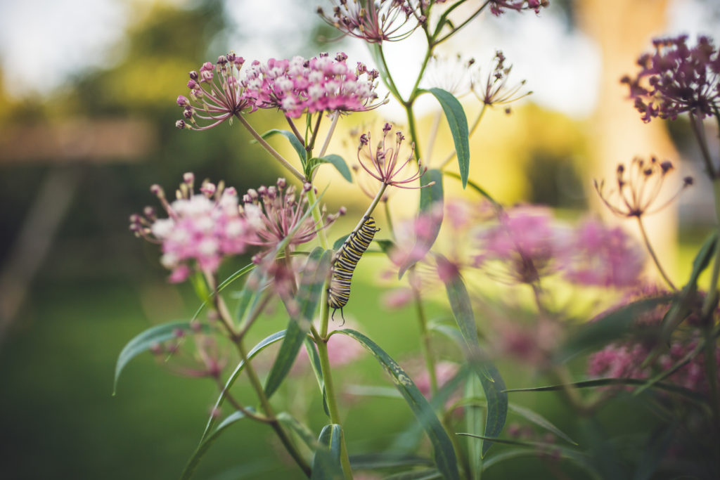 Narrowleaf Milkweed (Asclepias fascicularis)