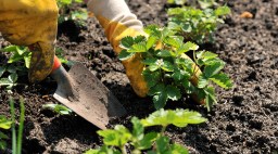 Strawberry Planting Garden
