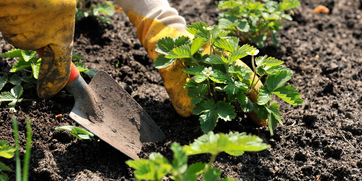 Strawberry Planting Garden
