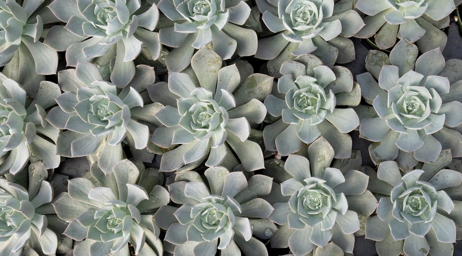 It's Summer—11 Things You Need to Do in Your Garden Now