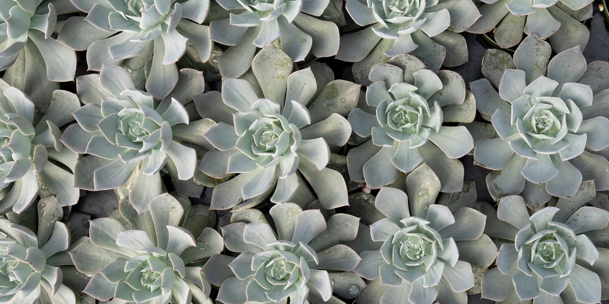 Succulents