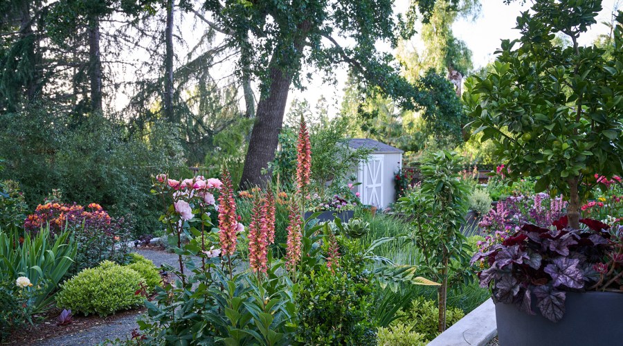 10 Essential Tasks to Keep Your Garden Healthy This Summer