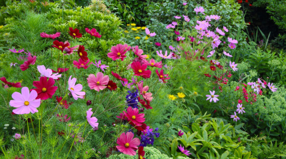 8 Essential Things to Do in Your Garden This Summer