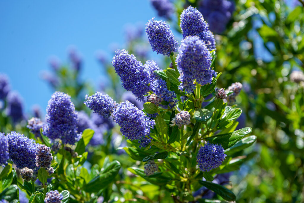 California Lilac (Ceanothus)