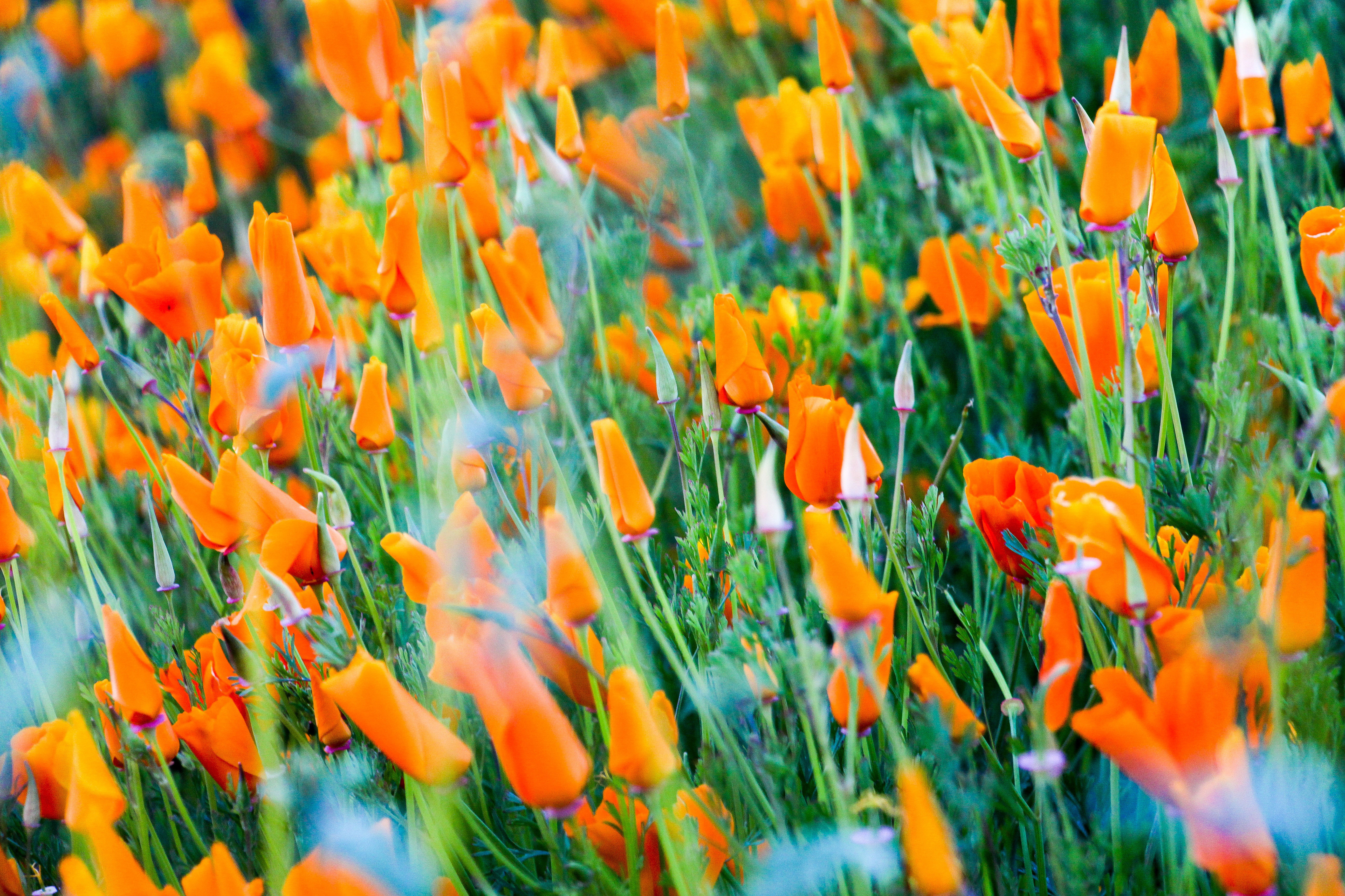 What is a superbloom—and how can you see one responsibly?