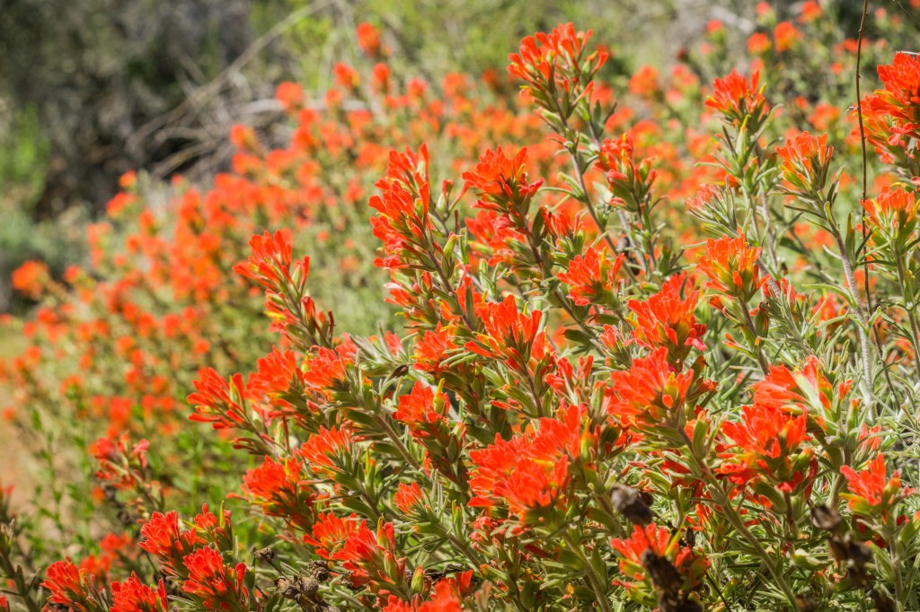 Where and When to Catch the Desert Wildflower Super Bloom