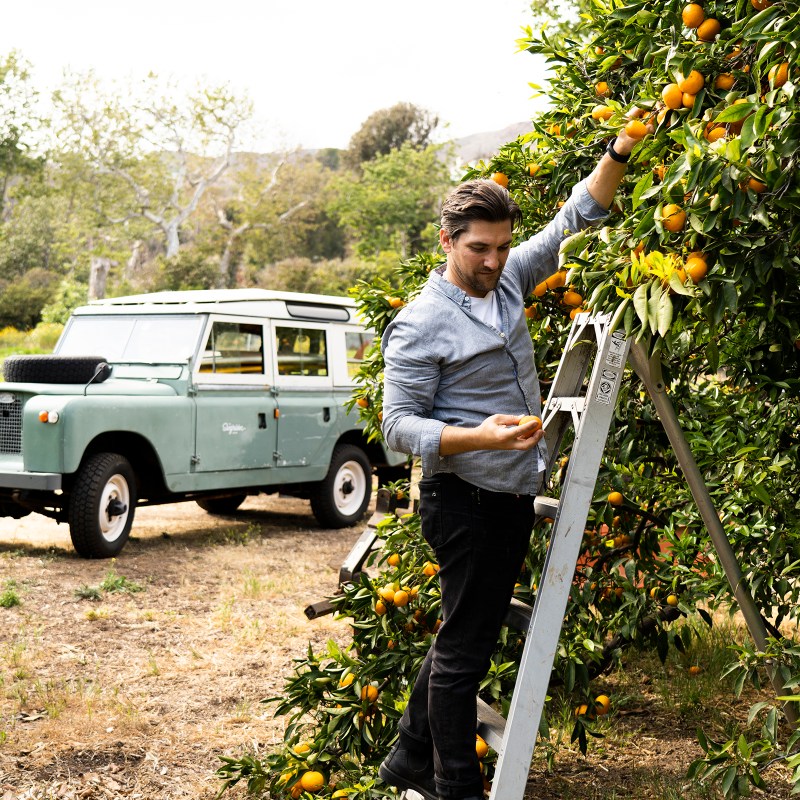 Surfrider Hotel Harvesting Oranges