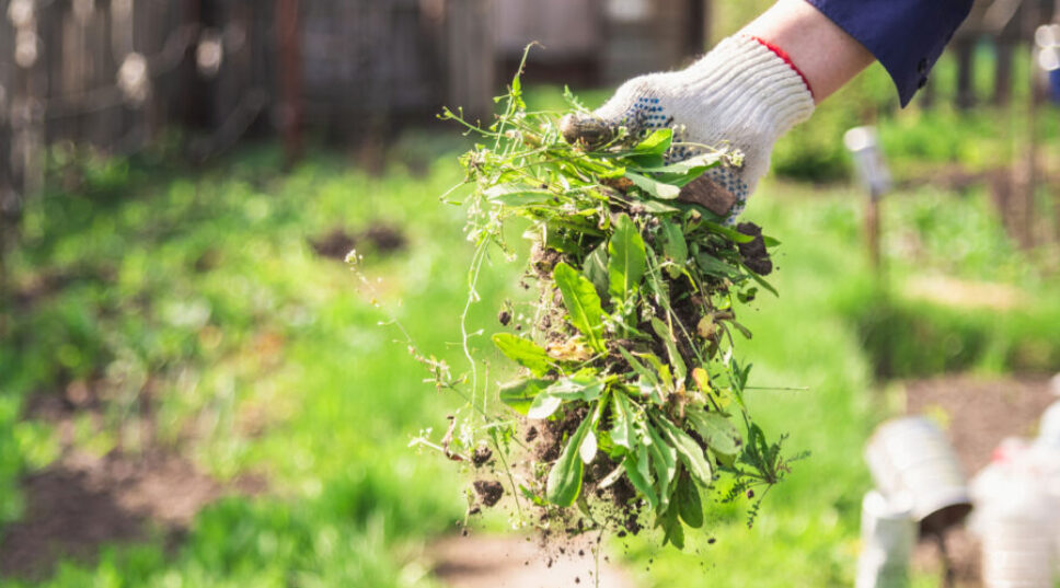 5 Expert-Approved Tricks to Get Rid of Weeds in Your Garden