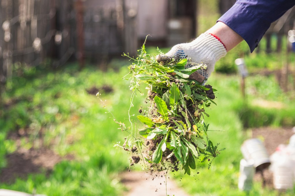 5 Expert-Approved Tricks to Get Rid of Weeds in Your Garden