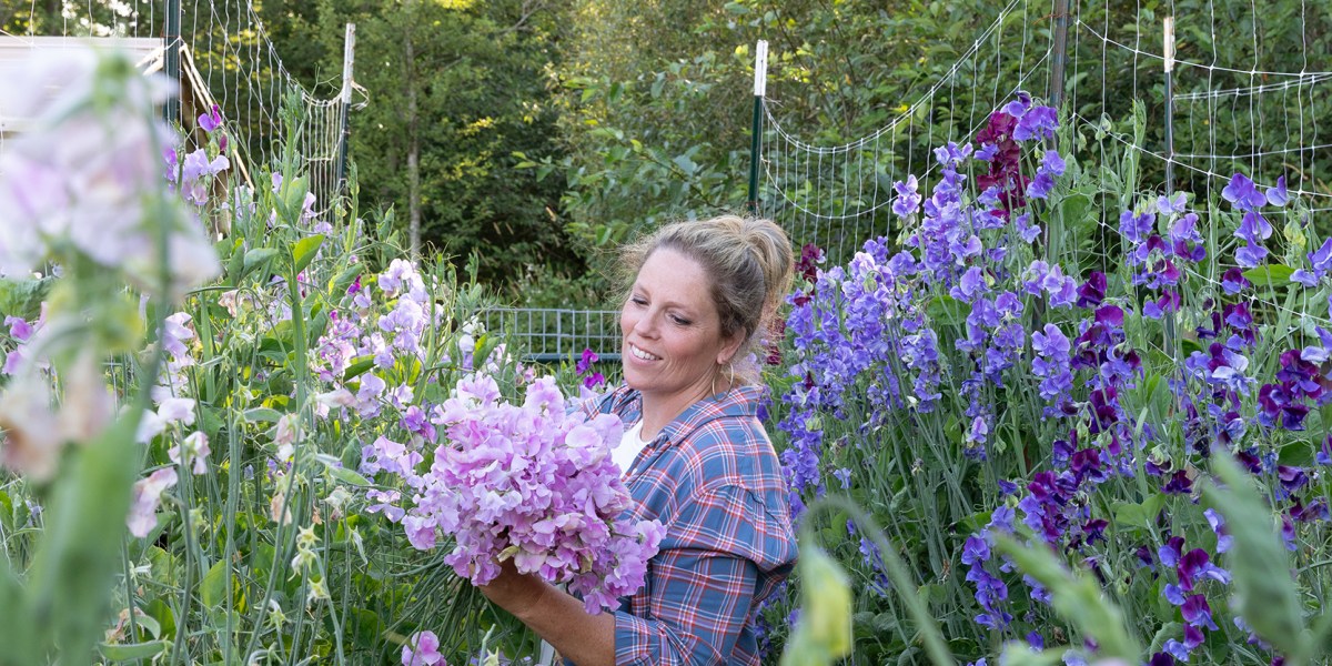 Sweet Pea School Marryn Mathis Harvesting Sweet Peas