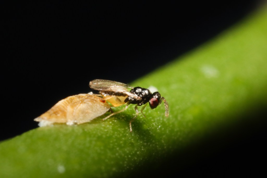 Our Citrus Crops Are Under Attack. Meet the Cute Wasp That Could Save Them