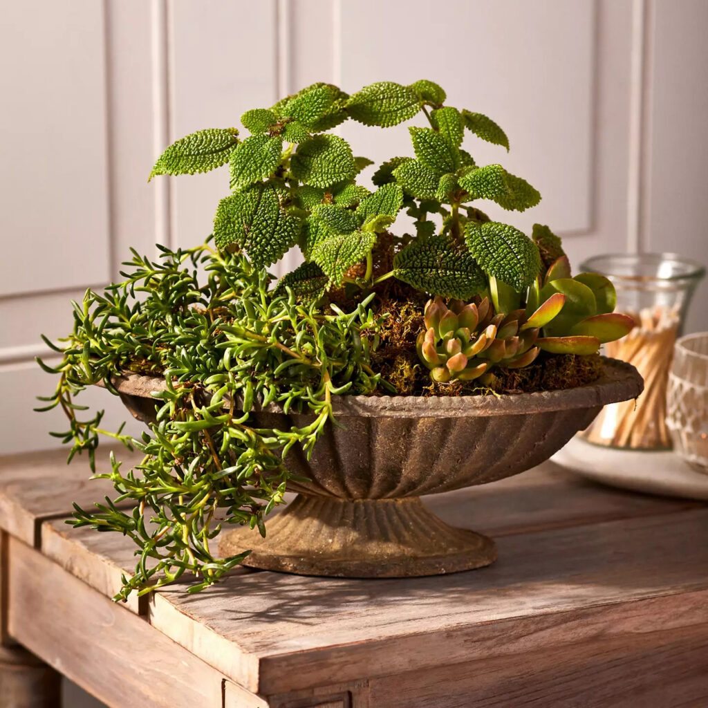 Terrain Cast Iron Low Oval Urn Platter