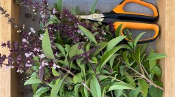 Thai Basil from Plant Good Seed Co