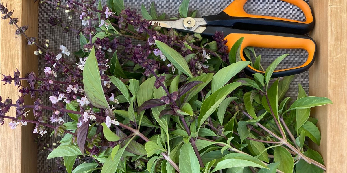 Thai Basil from Plant Good Seed Co