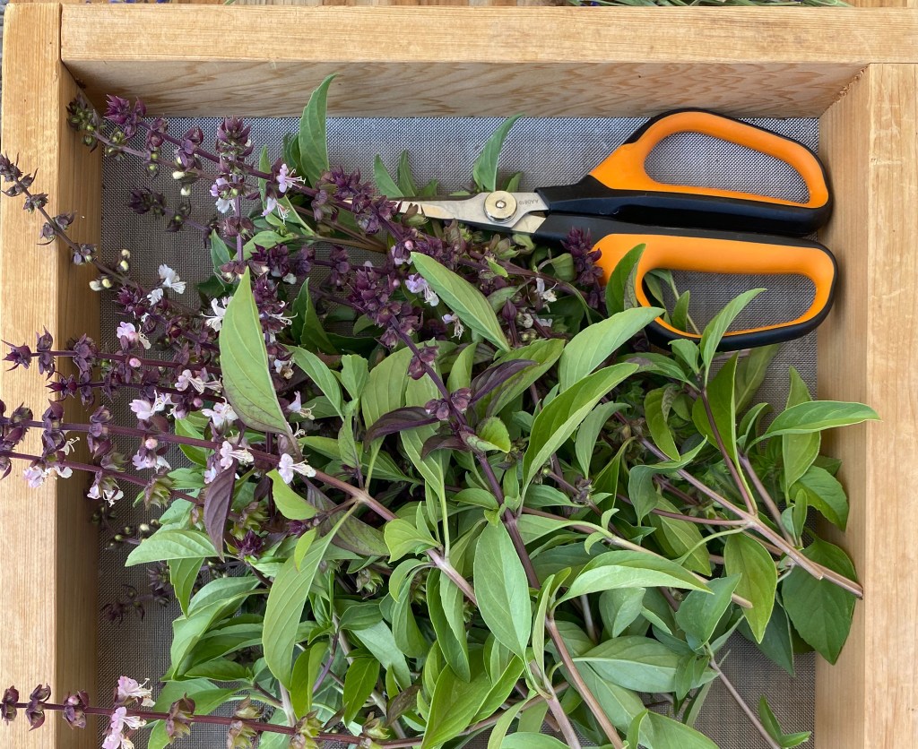 Easy Mistakes to Make When Growing from Seed, and How to Fix Them