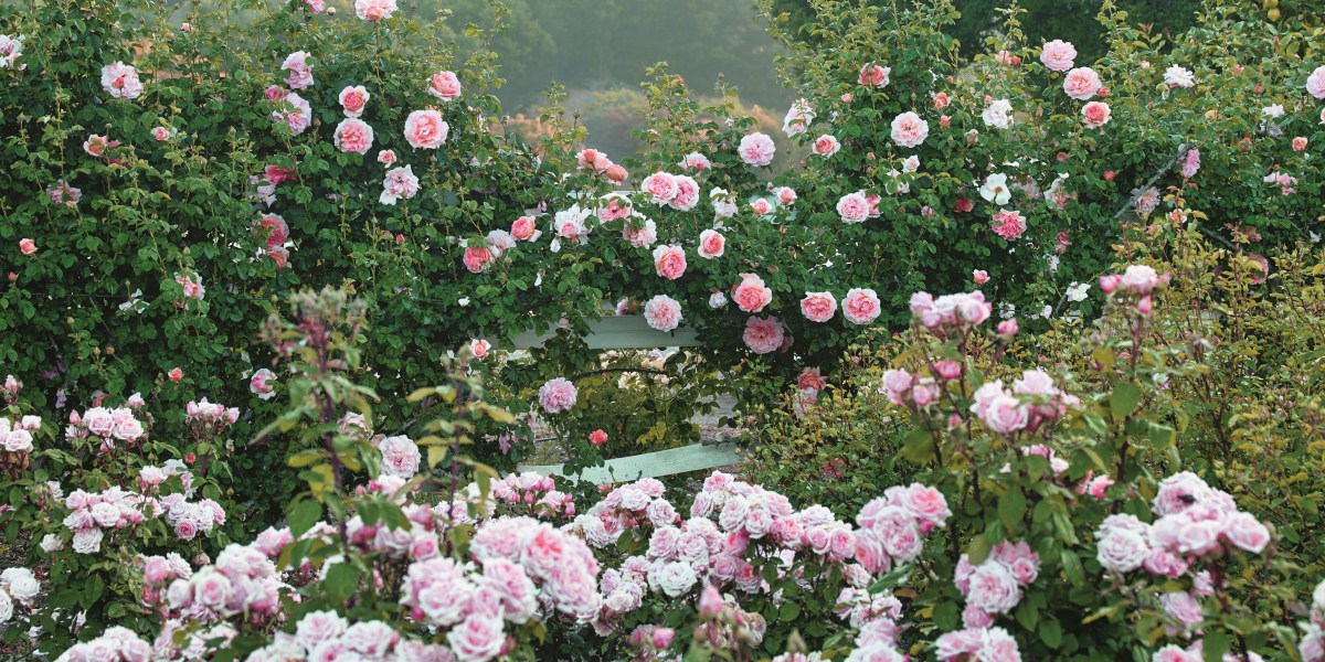 The Color of Roses Pink Roses Crop Photo