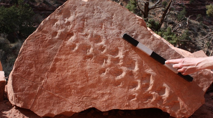 Collapsed Cliff at Grand Canyon Unearths 313 Million-Year-Old Fossil Footprints