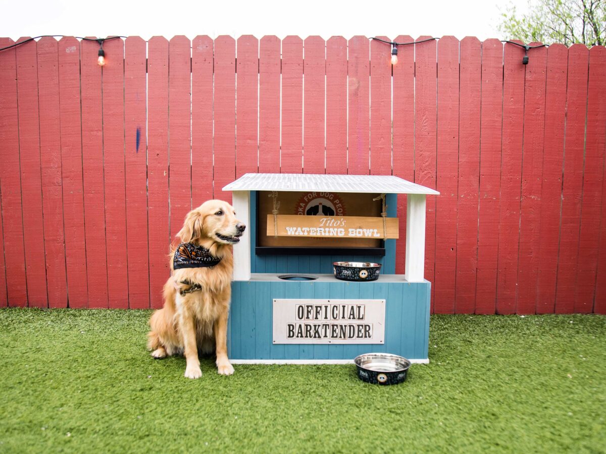 Golden Retriever Barktender