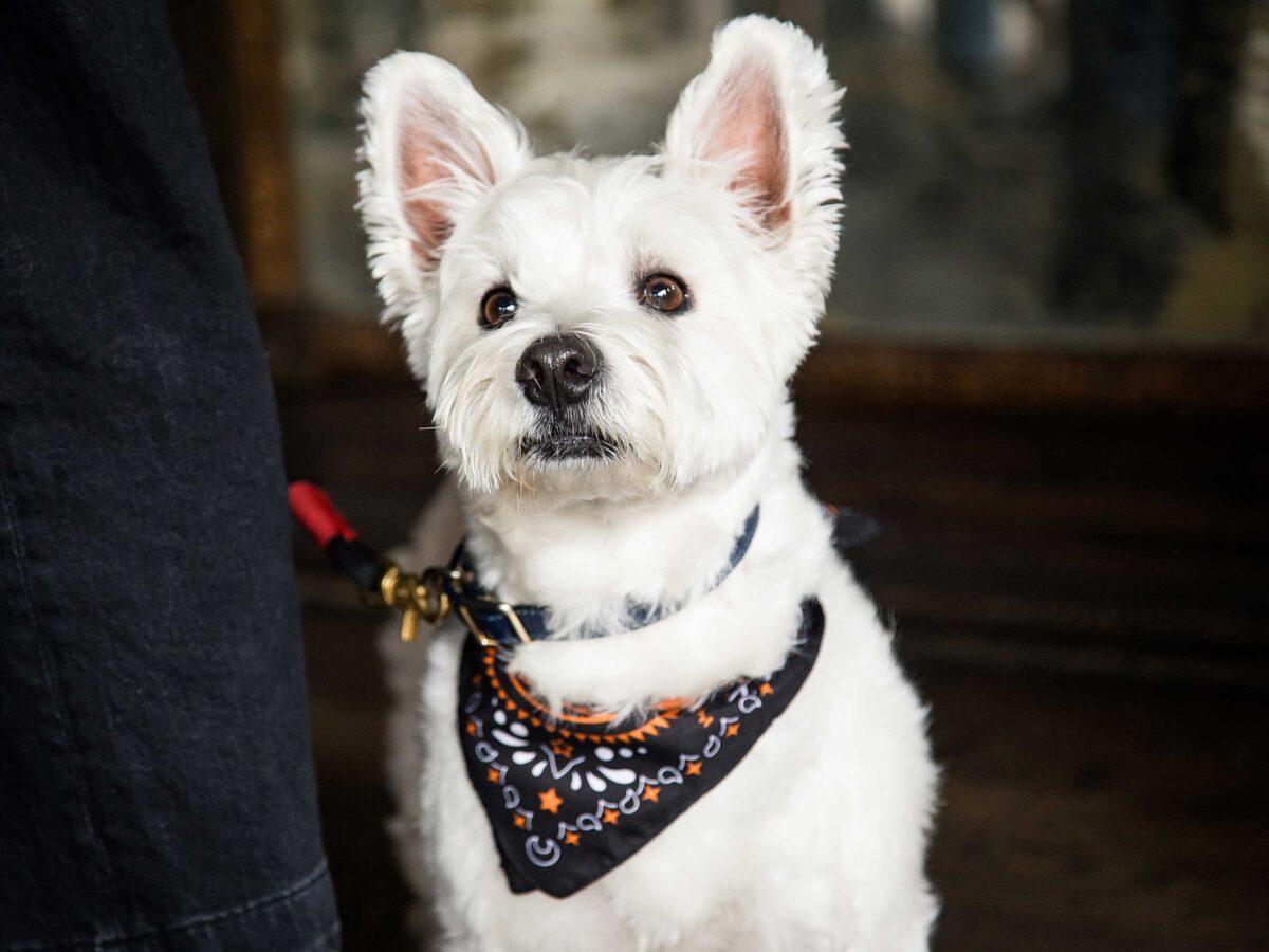 Terrier with Bandana