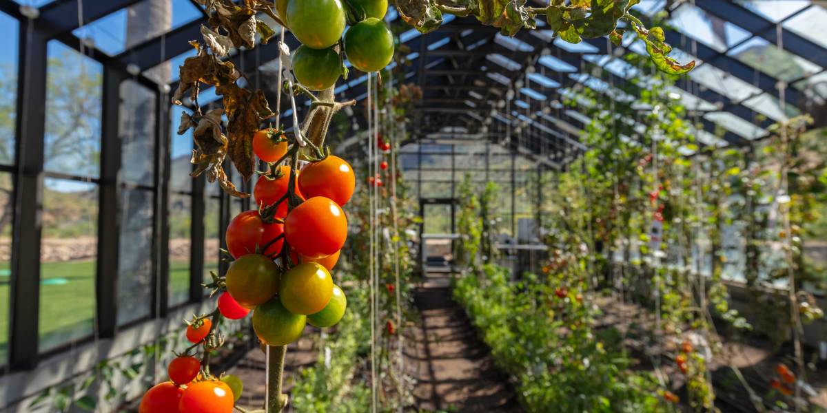 Greenhouse Tomatoes on a Trellis
