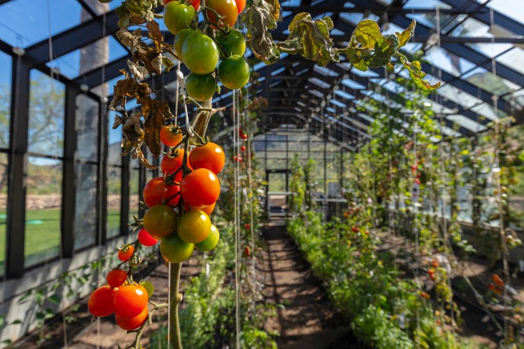 My Gardening Hot Take: Just Say No to Tomato Cages