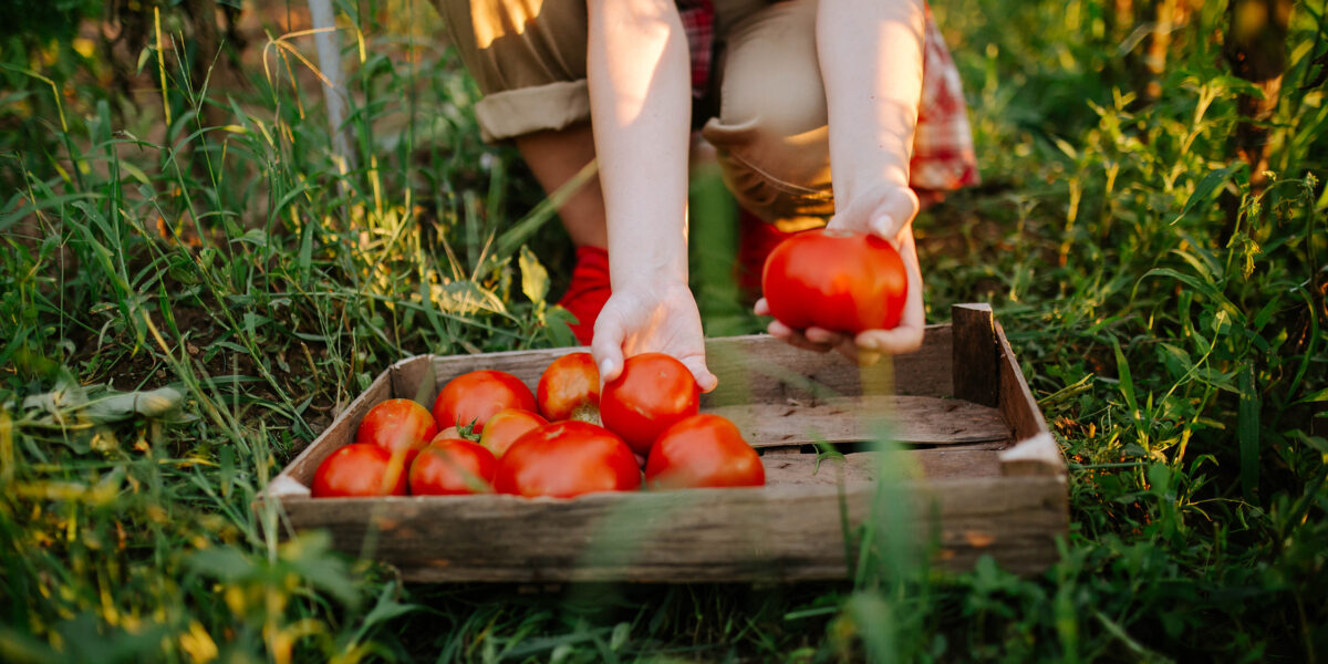 Tomato Growing