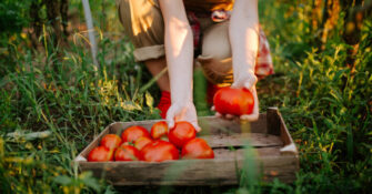 Tomato Growing