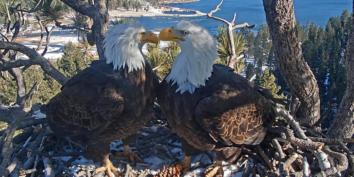 Big Bear’s Famous Eagles Have Finally Hatched Eggs. Here’s How to Watch.