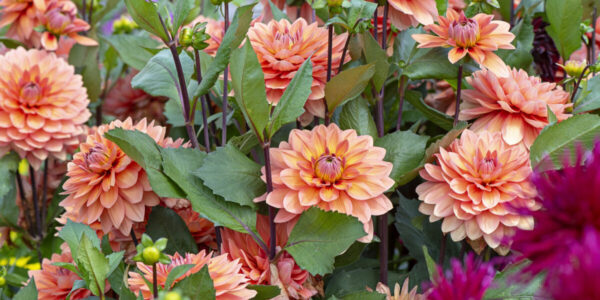 This Place Is the Absolute Best Spot for Dahlia-Peeping