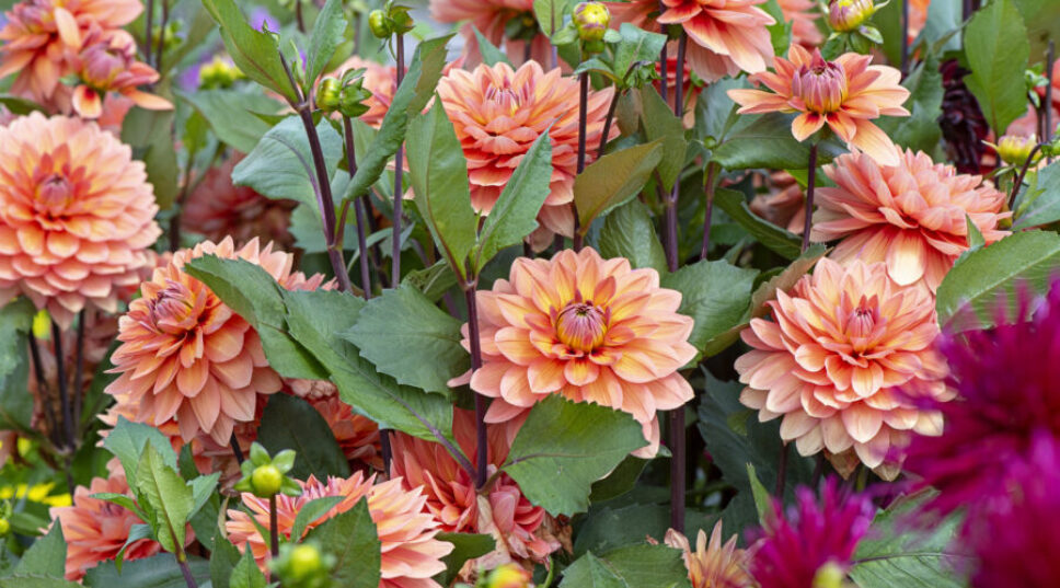 This Place Is the Absolute Best Spot for Dahlia-Peeping