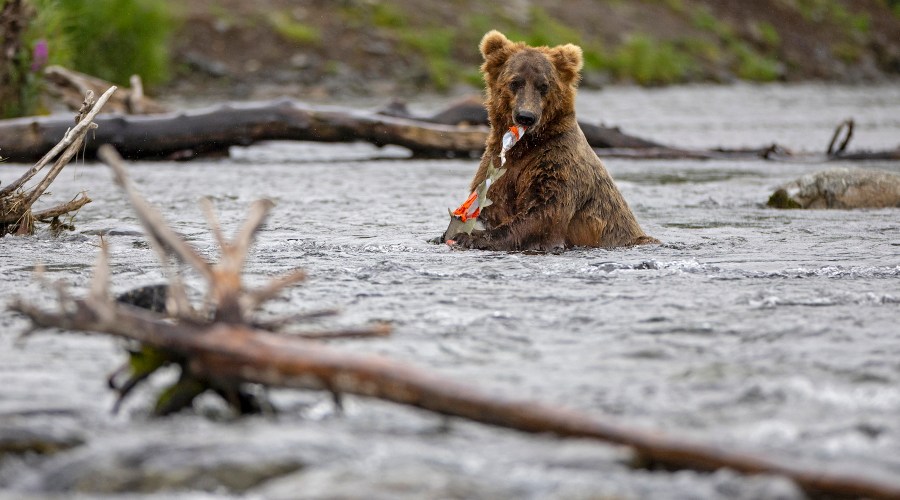 Meet 'Grazer,' the Well-Fed Winner of Fat Bear Week