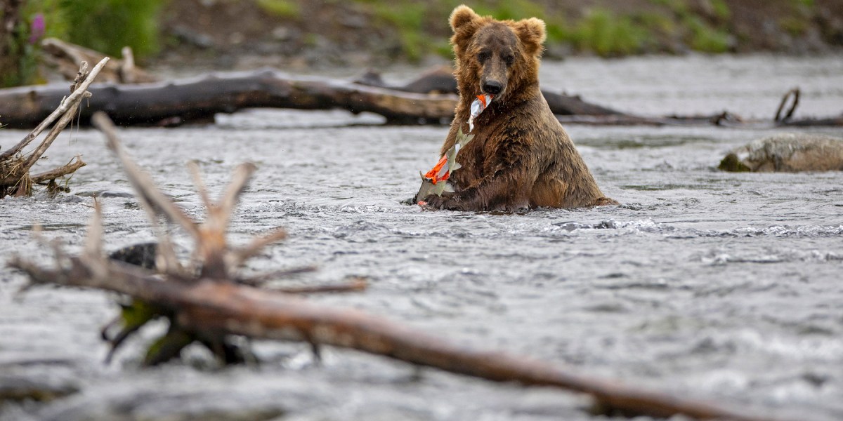 Meet ‘Grazer,’ the Well-Fed Winner of Fat Bear Week