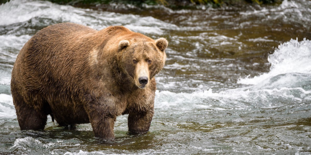 Fat Bear Week Is Here. Who Will Be the King (or Queen) of Katmai National Park?