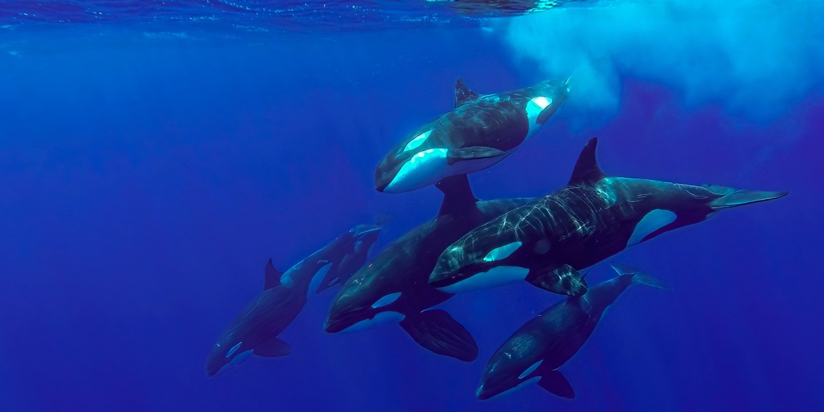 travel-killer-whales-southern-california