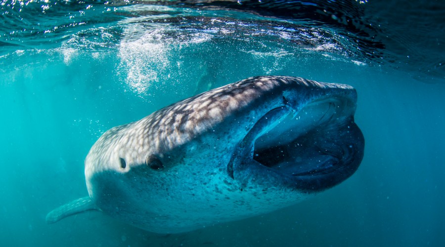 Yes, You Can Swim with Whale Sharks in the Bay Jacques Cousteau Called 'The World’s Aquarium'