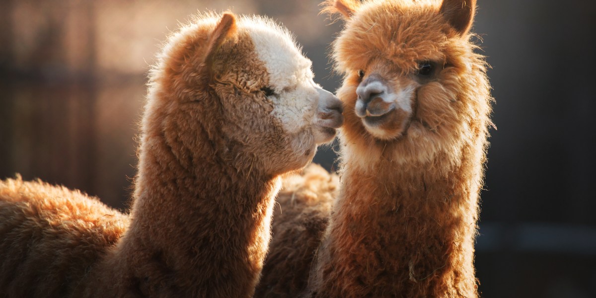 You Can Pet Llamas, Dogs, Kittens, and Other Adorable Therapy Animals at These Airports