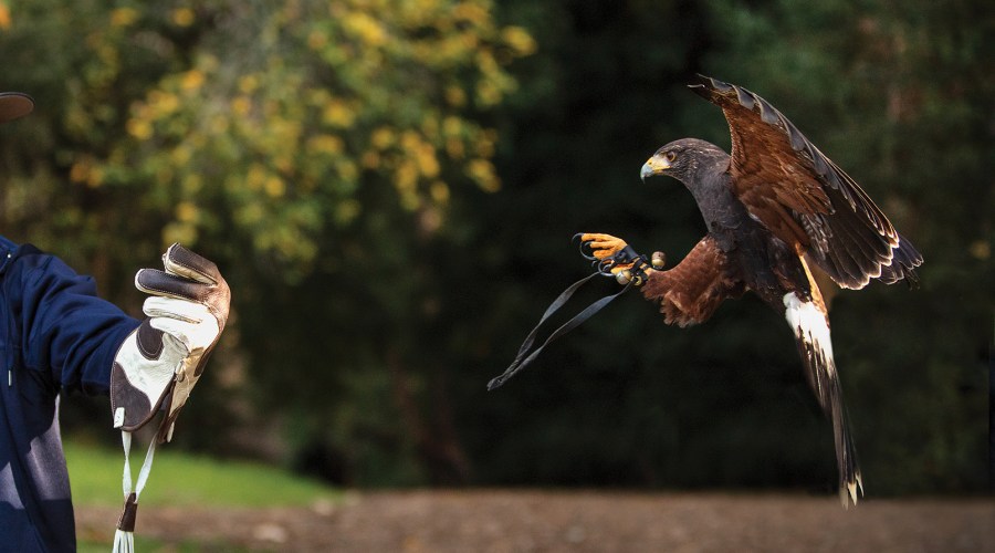 Birds of Prey Are More Important Than You Think. Here's Why.