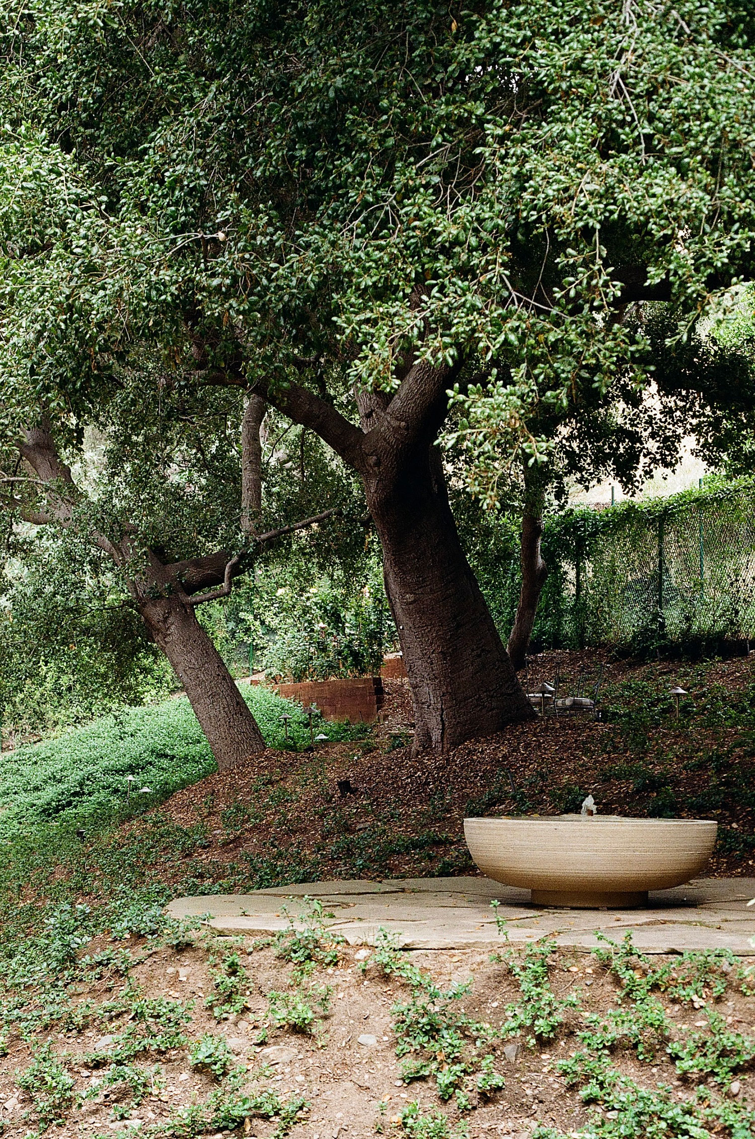 Trees in Evans Residence by Sow Home