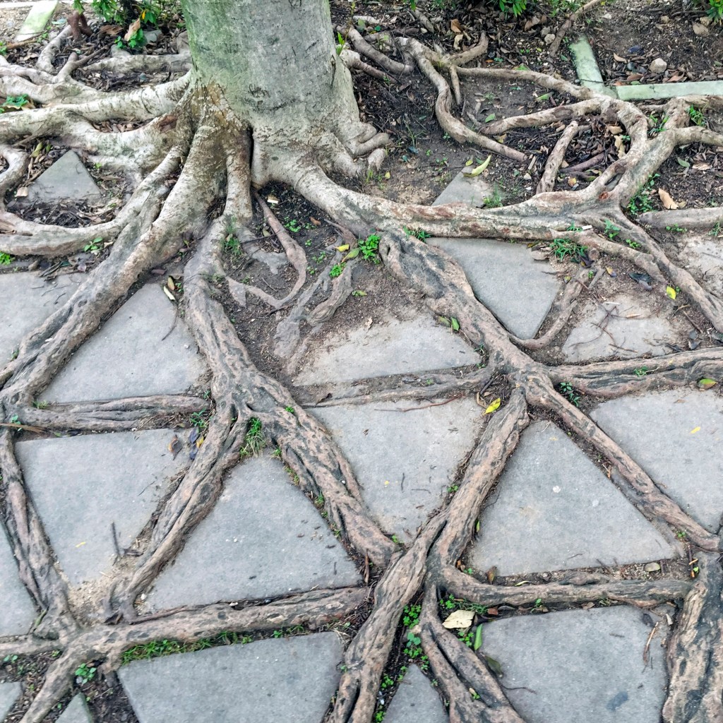 Trees Grow Best When Planted in Square Holes, but You've Known That for Awhile